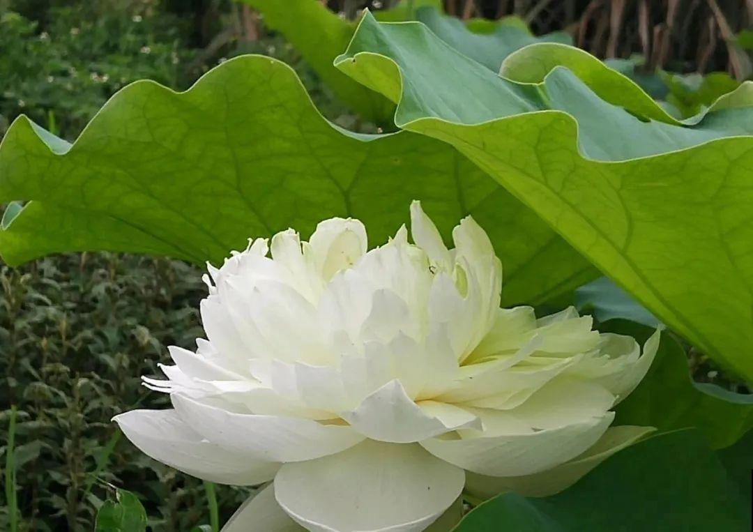 荷花明明美上天，为啥不能在家养？