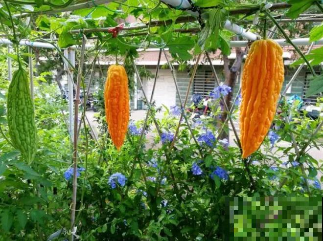 阳台种菜,这些菜不能挨着种,不然肯定长不好! 阳台种菜,这些菜不能挨着种,不然肯定长不好!