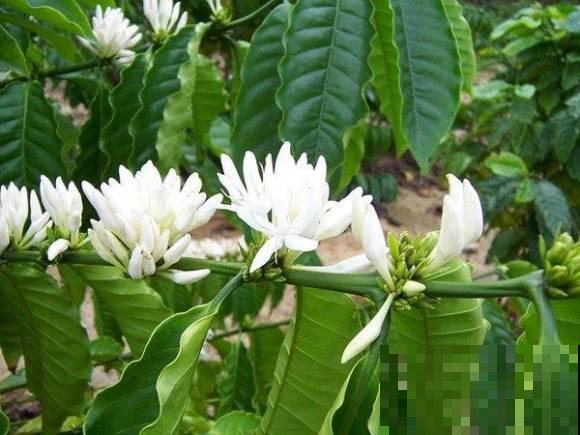 各国的国花,居然被他编成一首诗,太有才了! 各国的国花,居然被他编成一首诗,太有才了!