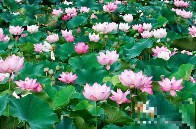 植物界2大成功定律:荷花定律、竹子定律! 植物界2大成功定律:荷花定律、竹子定律!