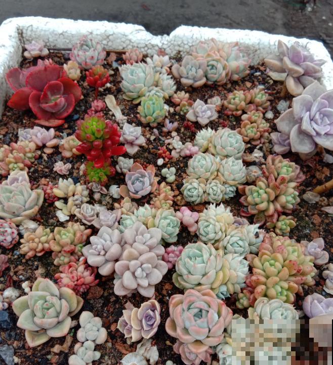 养了5年多肉,从小白变成大神,这些经验送你了! 养了5年多肉,从小白变成大神,这些经验送你了!