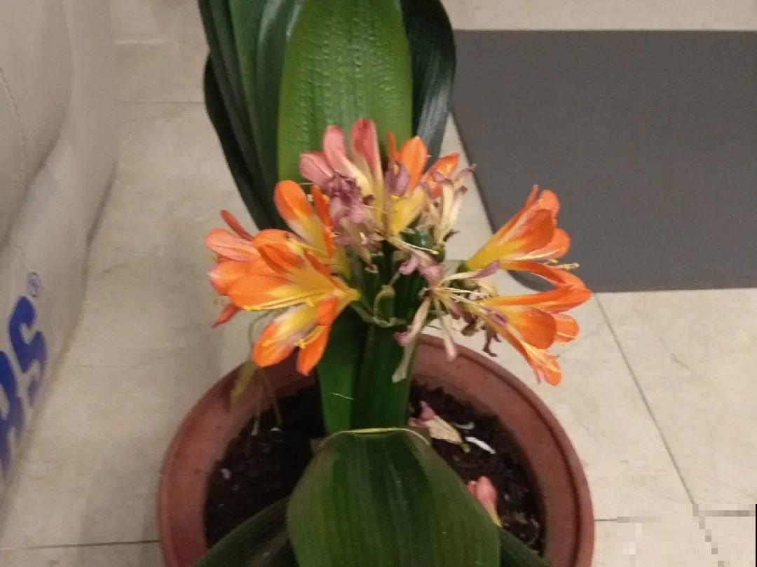 现在开花不一定是好事,赶紧剪掉,才能正常活 现在开花不一定是好事,赶紧剪掉,才能正常活