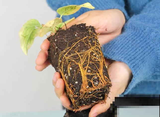 1种花现在剪,芽窜得更多,开出整面大花墙 1种花现在剪,芽窜得更多,开出整面大花墙