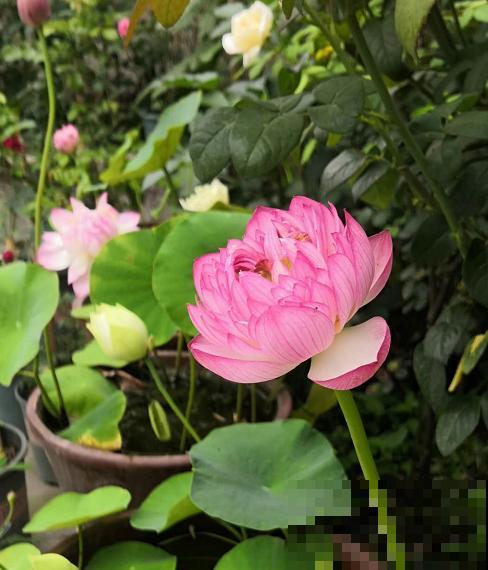 夏天最美的水生花,一个小盆就能养,越晒越好看! 夏天最美的水生花,一个小盆就能养,越晒越好看!