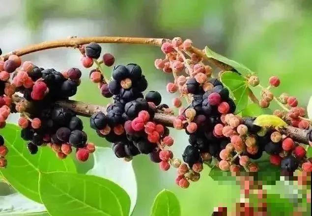 10种花有剧毒,遇到千万别乱碰,小心中毒! 10种花有剧毒,遇到千万别乱碰,小心中毒!