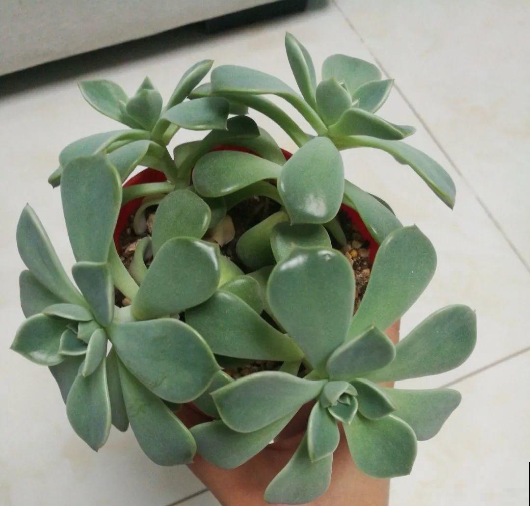 5种花不能长太高，一长高就砍，否则再也不开花！