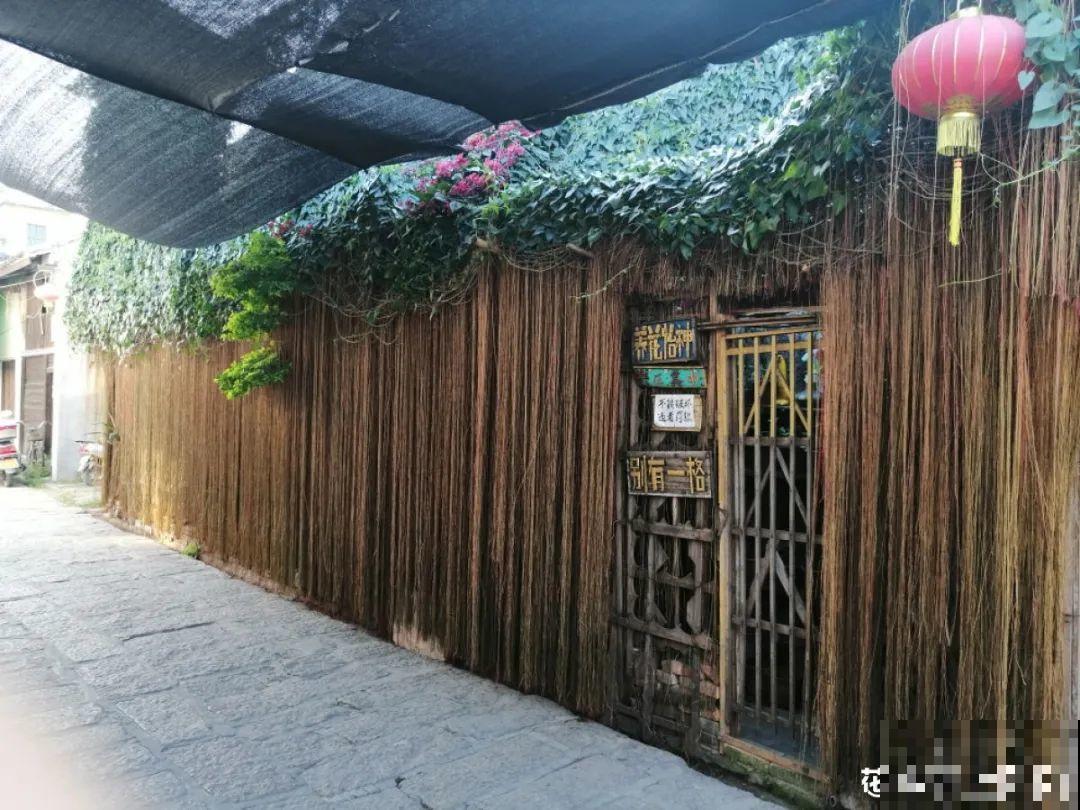 12种花，堪称“耐阴王”，比绿萝好看一万倍！