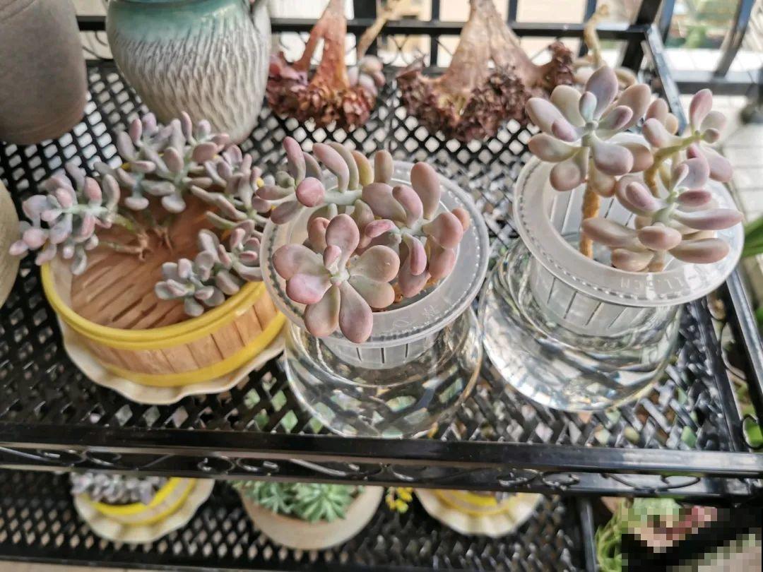 周末去花市捡漏，这花竟然1块钱1棵，赶紧买！