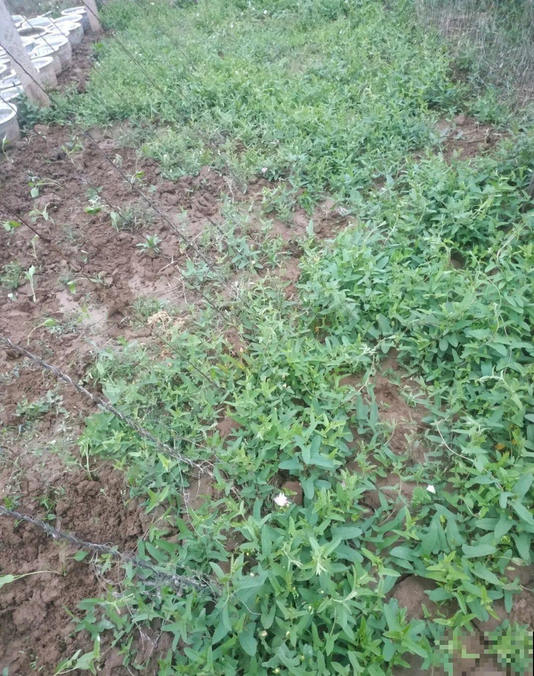 5种花长得特凶猛,房子都被吃掉了! 5种花长得特凶猛,房子都被吃掉了!