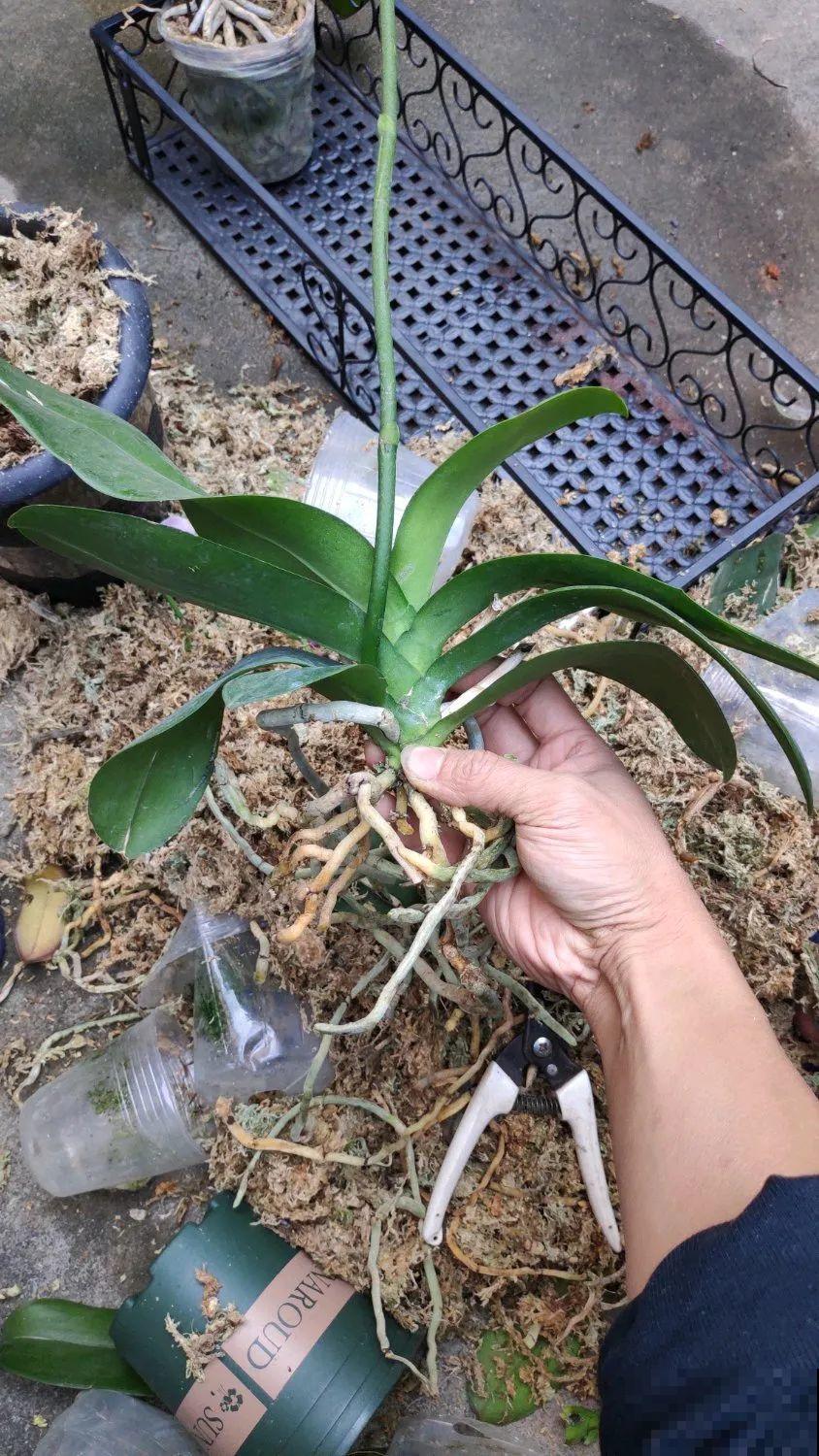 周末去花市捡漏，这花竟然1块钱1棵，赶紧买！