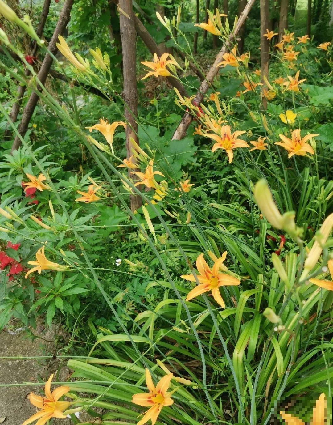 有些花有毒,家里有孩子要注意,不能乱碰 有些花有毒,家里有孩子要注意,不能乱碰