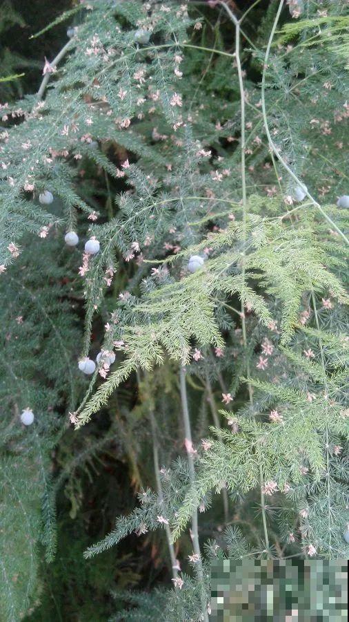 养了20年的玉树，满树开粉花，据说好运要来了！