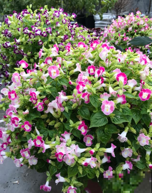 强悍的夏堇花,种一次全年开花,花朵越掐越有! 强悍的夏堇花,种一次全年开花,花朵越掐越有!