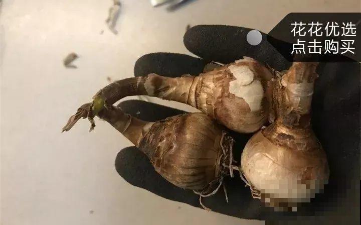 家里养盆“小铃铛”,开花洁白素雅,还超耐寒 家里养盆“小铃铛”,开花洁白素雅,还超耐寒