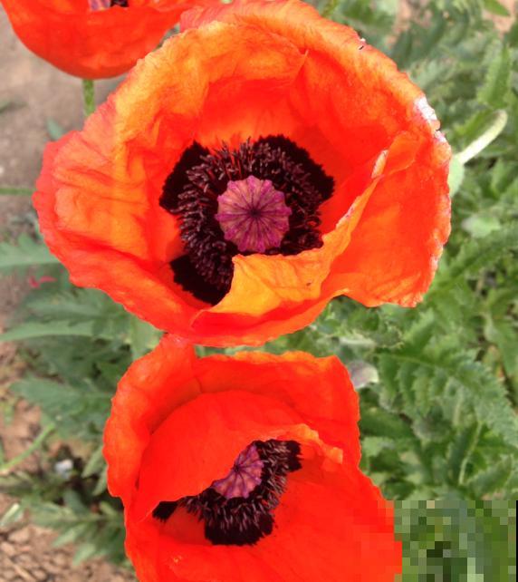 农村看到这种花,赶紧拔掉,养一棵也违法! 农村看到这种花,赶紧拔掉,养一棵也违法!