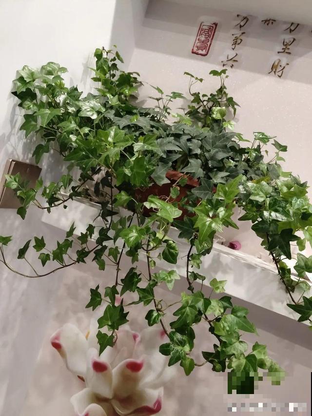 路边这些草，居然都是杀虫剂，赶紧薅一把养花用！