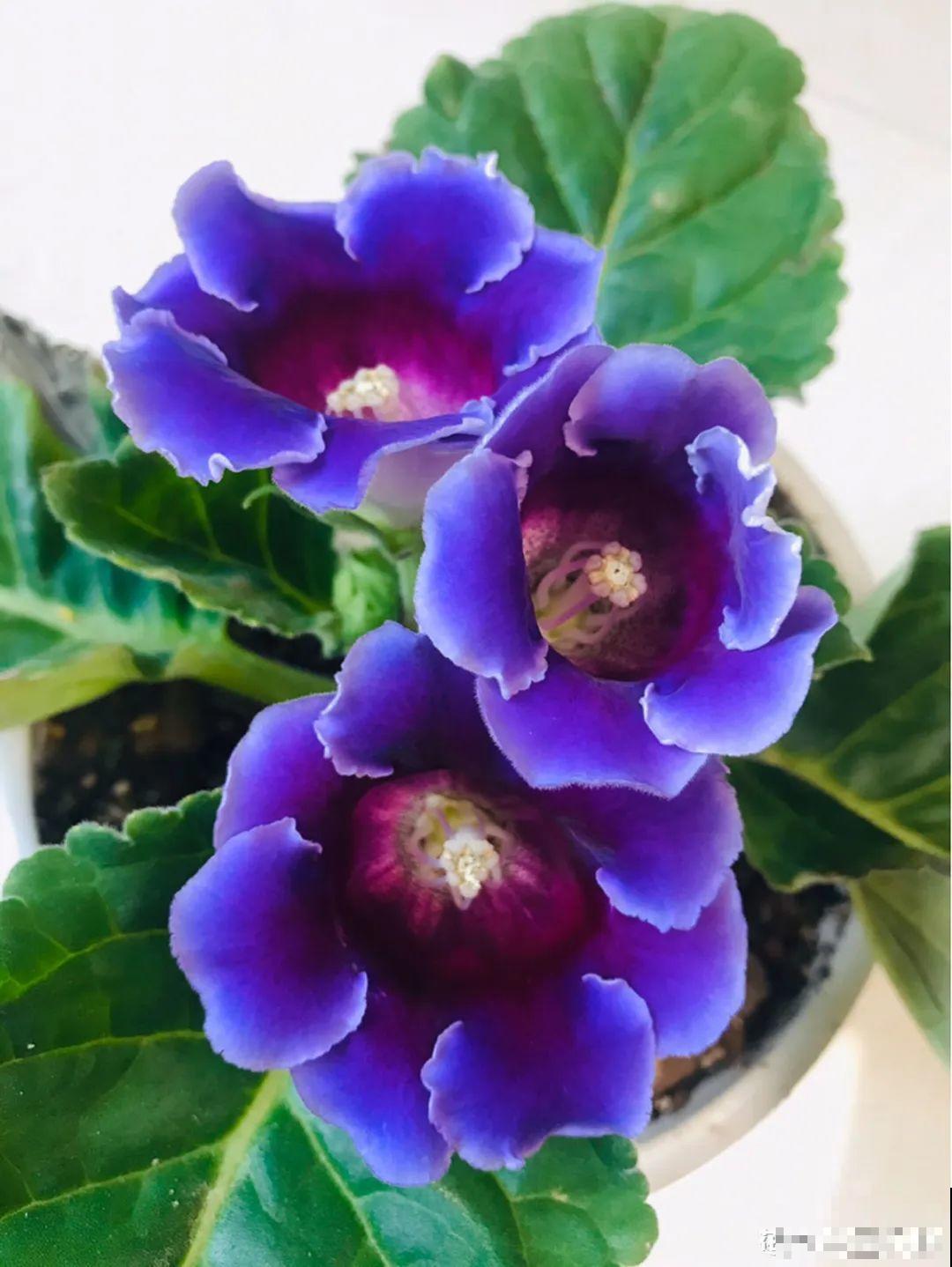 原来真的有花叫做“开花机器”，耐阴好养，一盆养不够