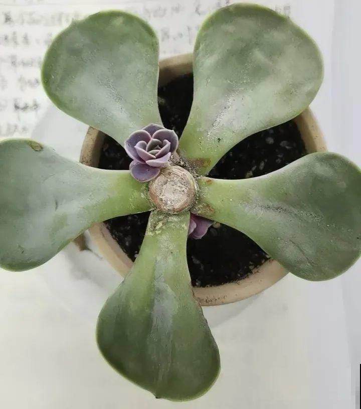 看到这些花,扭头就走,别买,谁买谁吃亏! 看到这些花,扭头就走,别买,谁买谁吃亏!