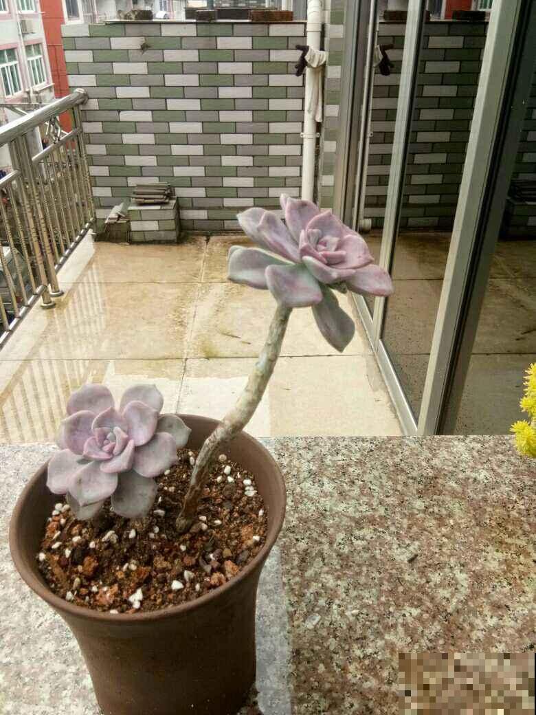 3种花不能养老桩，开花越来越少，最后只剩光杆