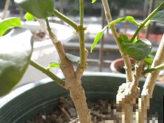 5种花不能长太高，一长高就砍，否则再也不开花！