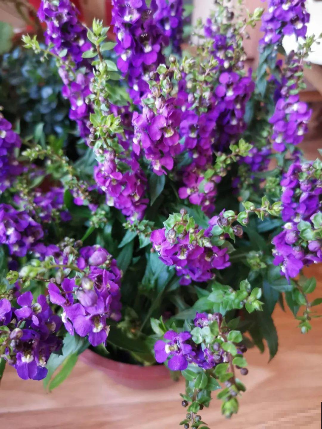 家里养这4种花，呼呼窜2米，开花成一串