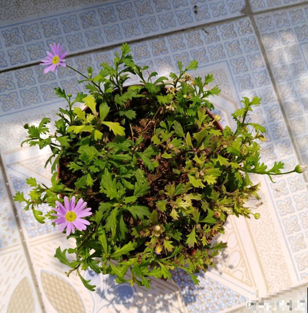 8种花是一次性的，开完就扔，别浪费时间！