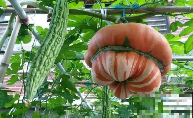 阳台种菜,这些菜不能挨着种,不然肯定长不好! 阳台种菜,这些菜不能挨着种,不然肯定长不好!