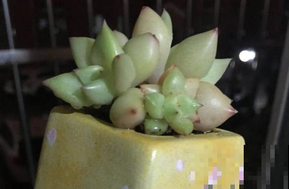 这个时节多肉长气根了,一定要注意了,不然等着收空盆吧! 这个时节多肉长气根了,一定要注意了,不然等着收空盆吧!