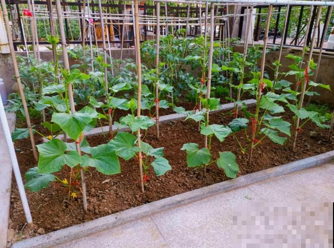 阳台种菜,这些菜不能挨着种,不然肯定长不好! 阳台种菜,这些菜不能挨着种,不然肯定长不好!