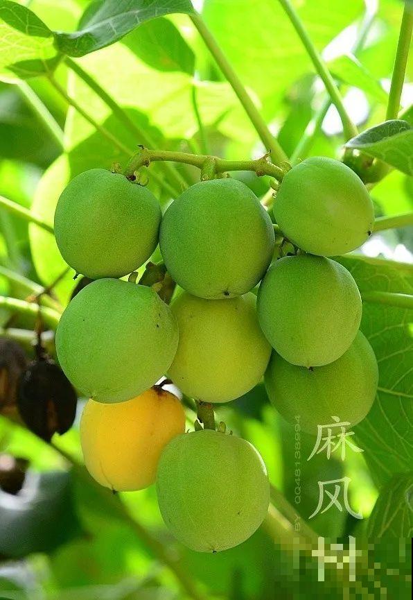 10种花有剧毒,遇到千万别乱碰,小心中毒! 10种花有剧毒,遇到千万别乱碰,小心中毒!