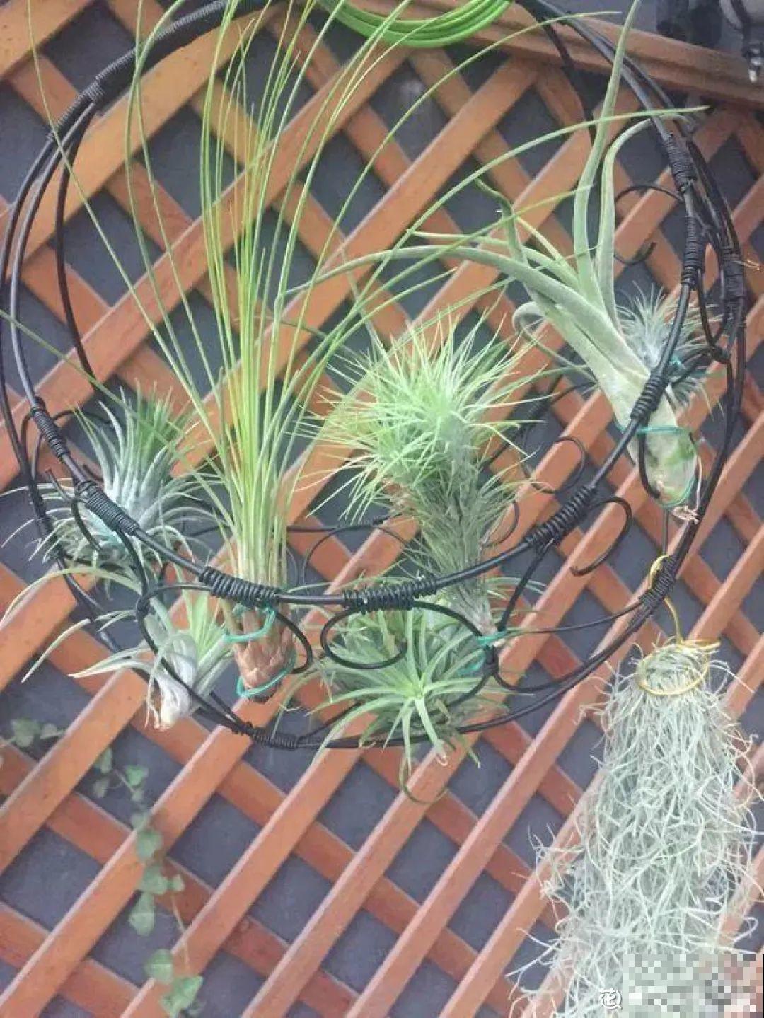 5种花不用土,掰一块木板子来养花,省了大笔买土钱! 5种花不用土,掰一块木板子来养花,省了大笔买土钱!