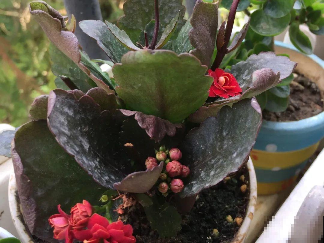 现在开花不一定是好事,赶紧剪掉,才能正常活 现在开花不一定是好事,赶紧剪掉,才能正常活