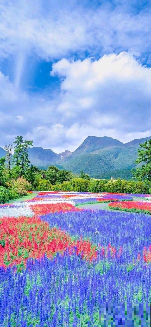 中国这个地方,漫山遍野都是花,去了都不想回! 中国这个地方,漫山遍野都是花,去了都不想回!