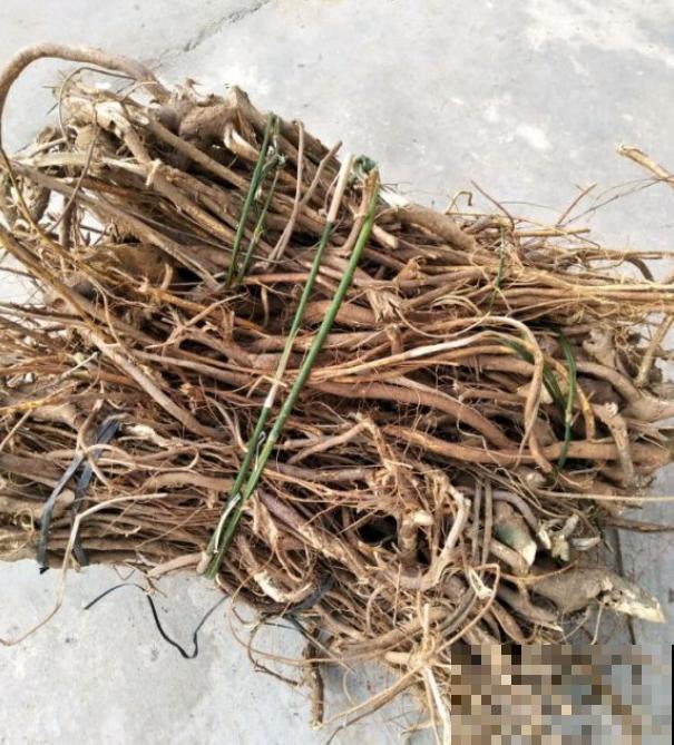 一种野草,根系特别滋补,农村人都用它炖鸡汤! 一种野草,根系特别滋补,农村人都用它炖鸡汤!