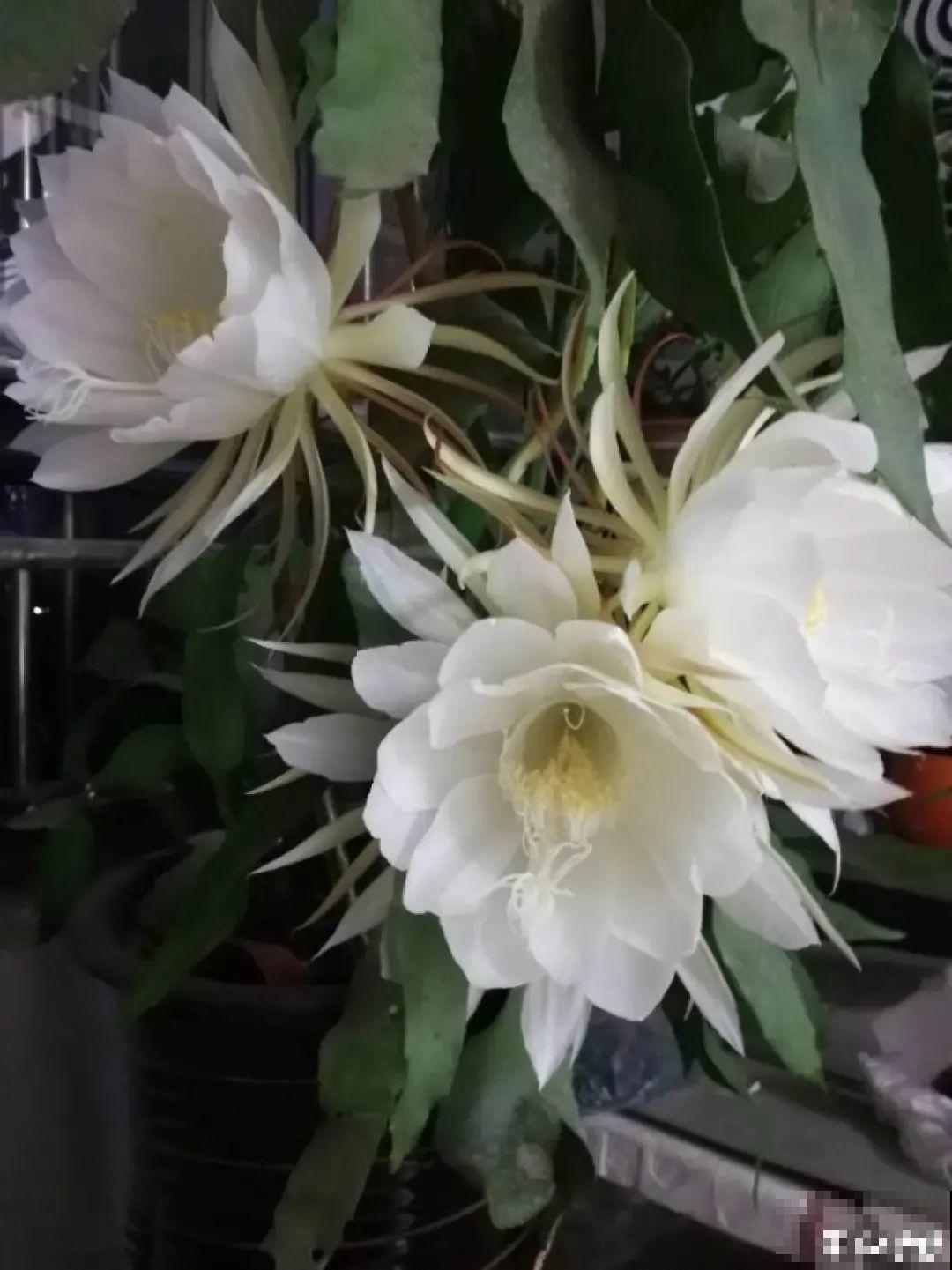 1种花只在夜里开，一次能开50朵，摘下来炒鸡蛋特香！