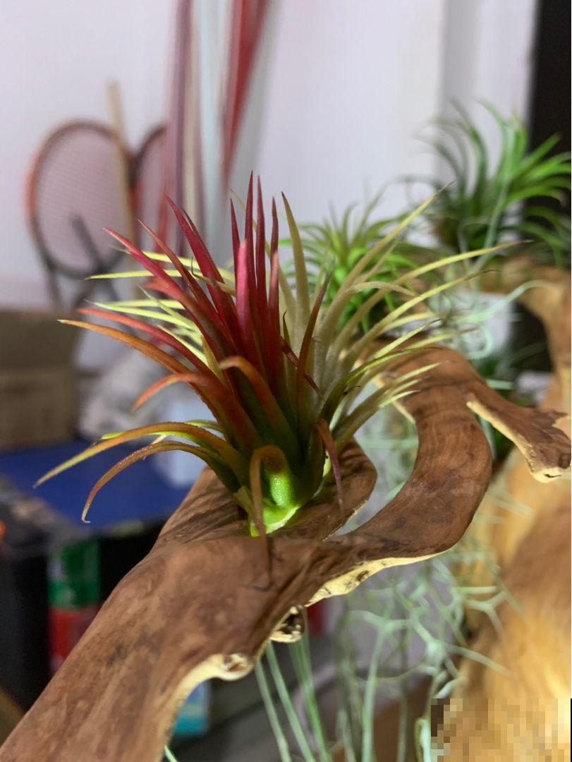 绿萝吊兰养腻了,5种奇花,养过1种就厉害了 绿萝吊兰养腻了,5种奇花,养过1种就厉害了