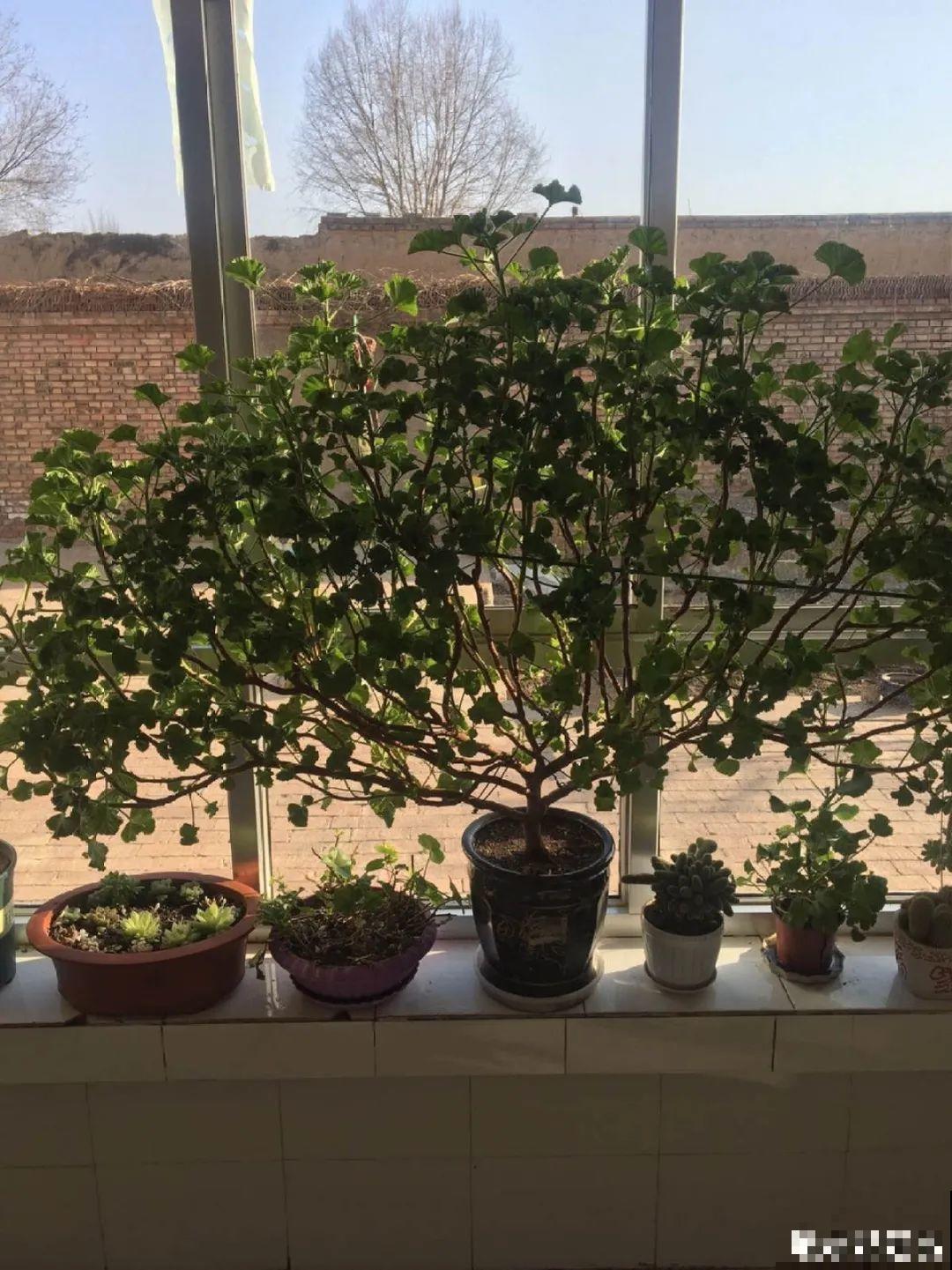 现在开花不一定是好事,赶紧剪掉,才能正常活 现在开花不一定是好事,赶紧剪掉,才能正常活