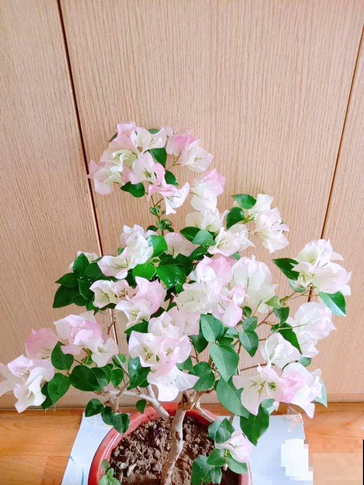 三角梅总是不开花，剪一刀使劲晒，七天爆出花芽