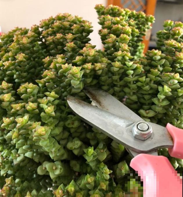 这种多肉,爆盆太可怕了,叶子多得往外溢! 这种多肉,爆盆太可怕了,叶子多得往外溢!