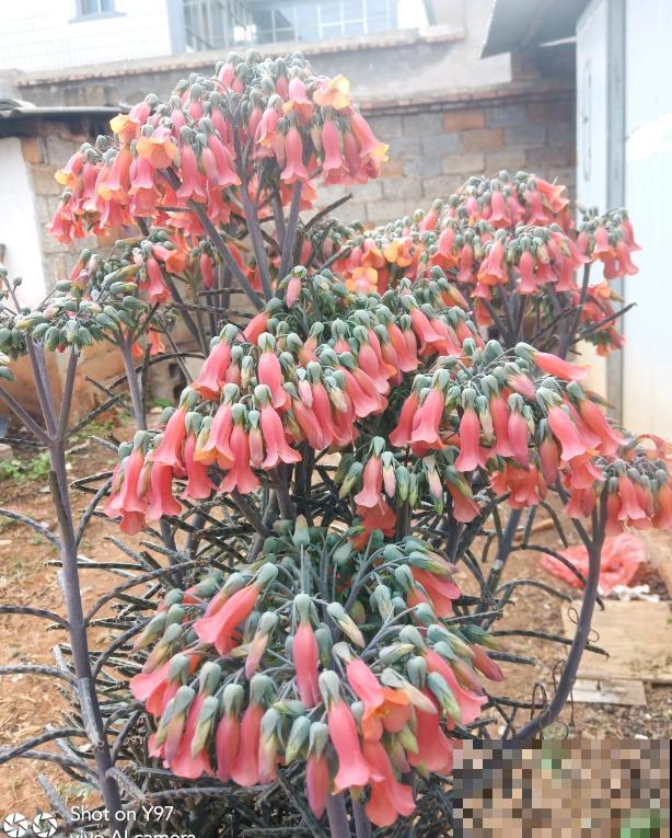 这花太能生崽,恨得用脚踩,结果越踩长得越多! 这花太能生崽,恨得用脚踩,结果越踩长得越多!