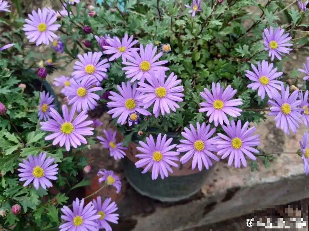 8种花是一次性的，开完就扔，别浪费时间！