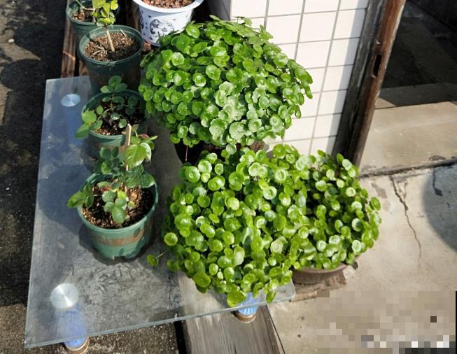 一个大男人,特别喜欢养花,这是种什么样的心态? 一个大男人,特别喜欢养花,这是种什么样的心态?