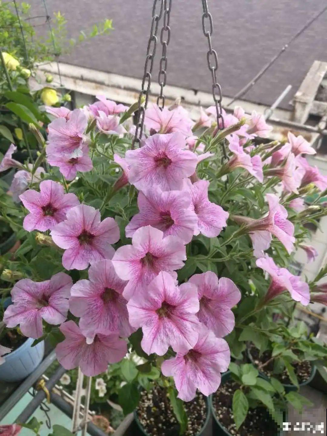 9种花,夏天剃个小平头,平平稳稳度夏天 9种花,夏天剃个小平头,平平稳稳度夏天