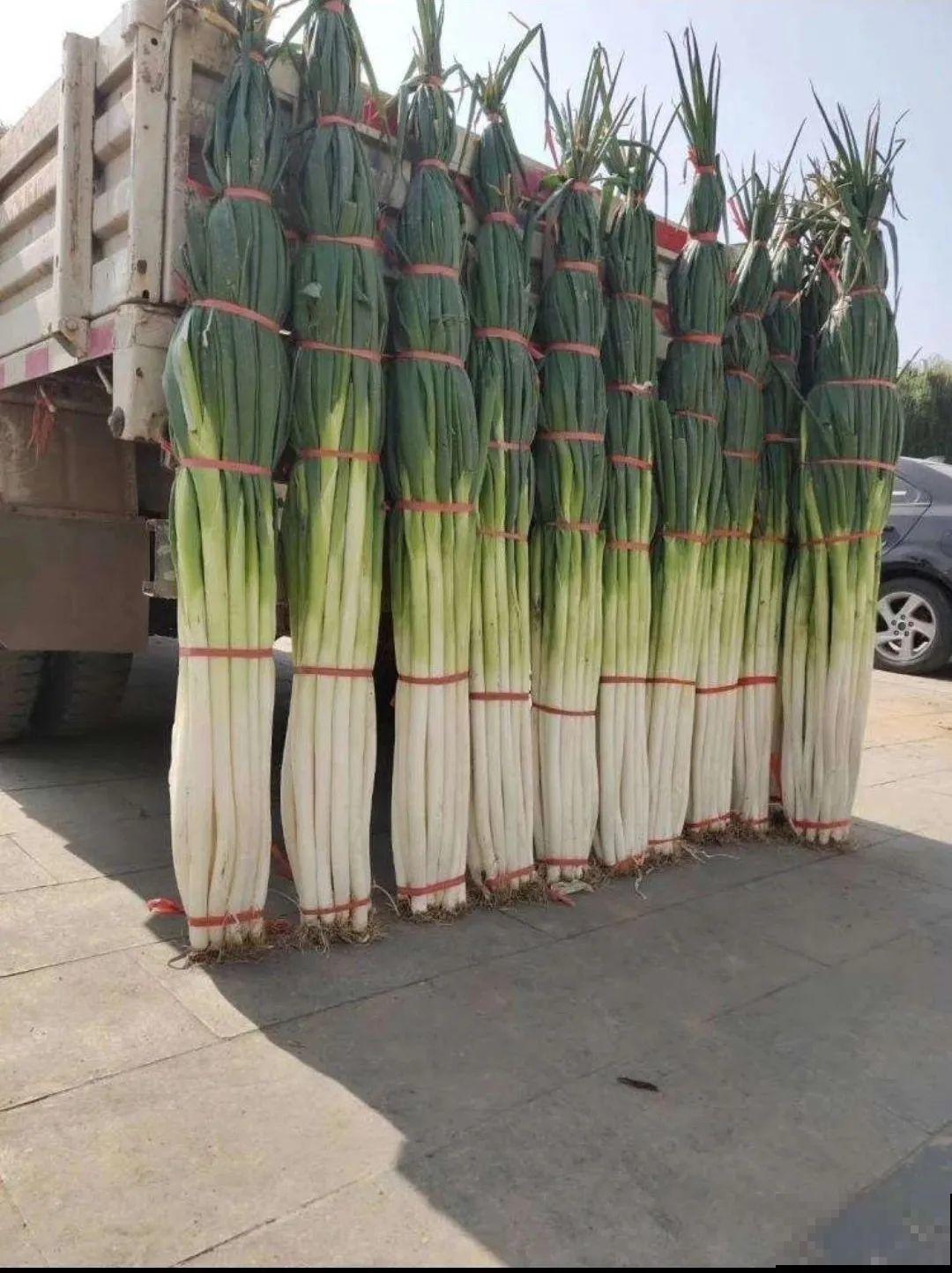 西红柿养成树,1年能结6000斤果,巨无霸第一次见! 西红柿养成树,1年能结6000斤果,巨无霸第一次见!