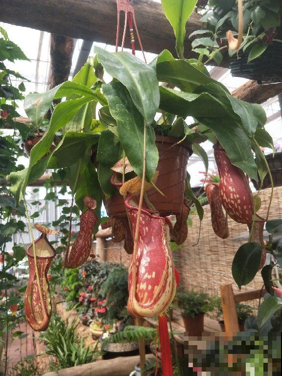 十二生肖花，每一种都代表一个属相，来看看你是哪一种