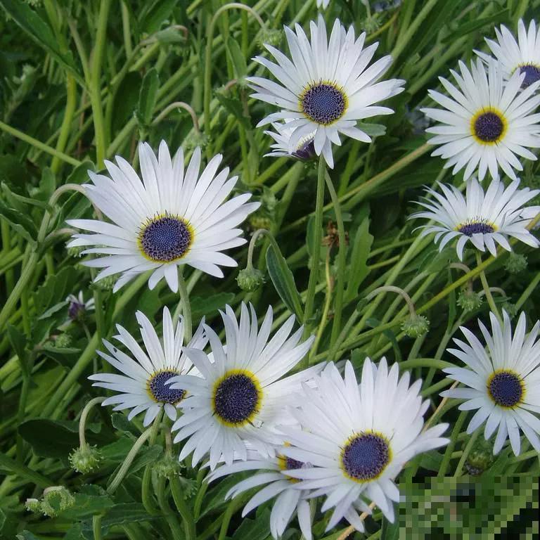 世界上品种最多的植物,没有之一,路边满大街都是! 世界上品种最多的植物,没有之一,路边满大街都是!