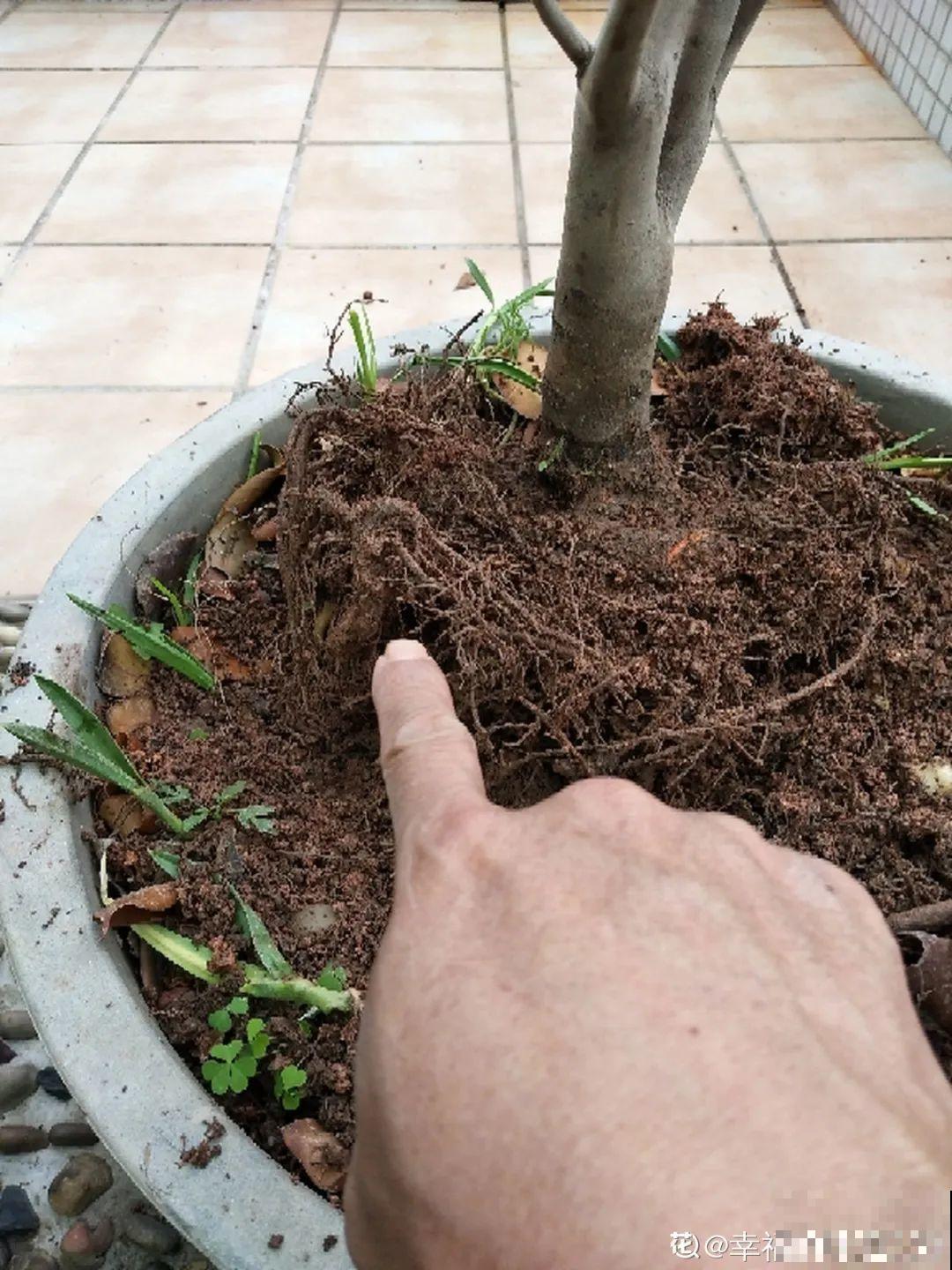 花盆里埋一捆电线，竟然再也不黄叶，花还蹭蹭开爆！