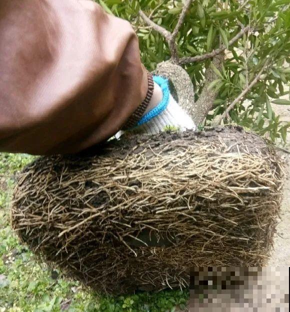 养这花，10年都不用换盆，照样养成传家宝