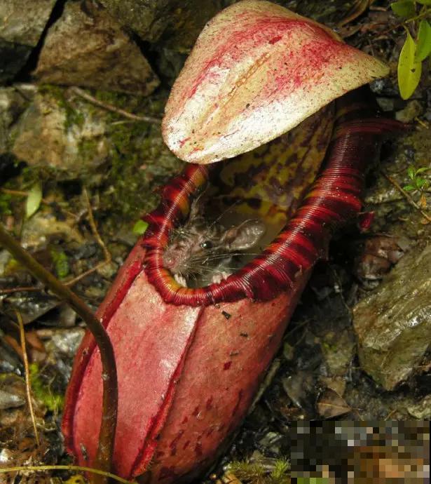 植物也“吃肉”,这种猪笼草可以吞掉一只老鼠,可怕! 植物也“吃肉”,这种猪笼草可以吞掉一只老鼠,可怕!