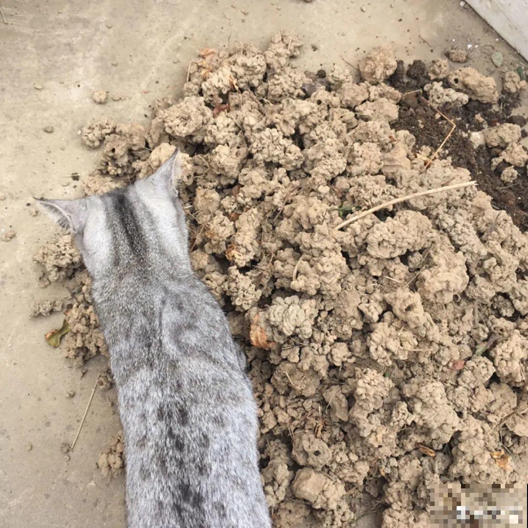 花盆里埋一捆电线，竟然再也不黄叶，花还蹭蹭开爆！